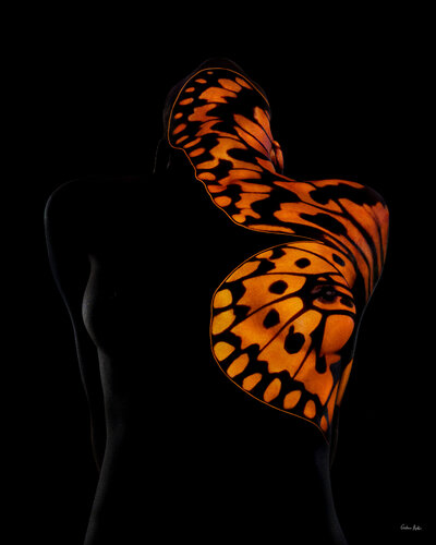 Butterfly Series - B19 by Giuliano Bekor, 写真 for Sale on Singulart