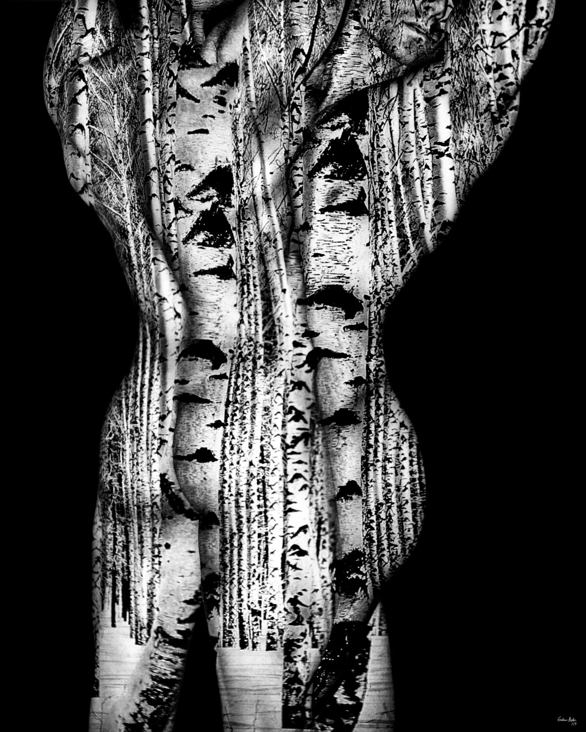 Acacia series - ARM11 Giuliano Bekor