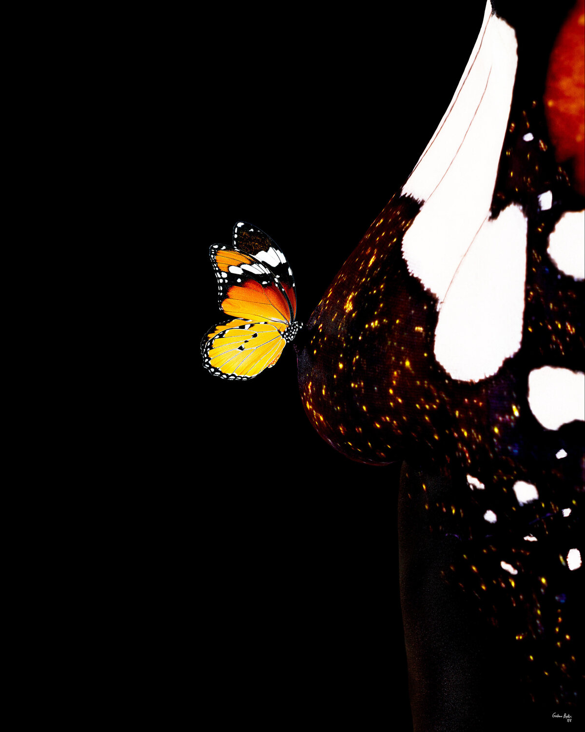 Butterfly Series - B16 Giuliano Bekor