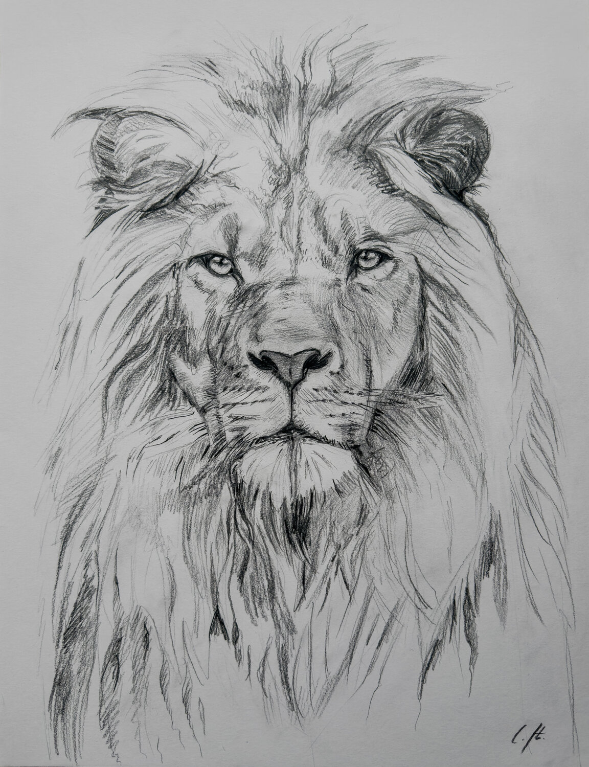 Gentle Majesty Cynthia Stämpfli Werk op papier te koop