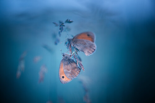 Frozen Lullaby- The Twin Souls by Harek Frost, Photography for Sale on Singulart