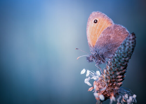 Frozen Lullaby II- The Silent Awakening by Harek Frost, Photography for Sale on Singulart