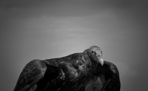The Gaze by Erik Stenbeck, Photography for Sale on Singulart