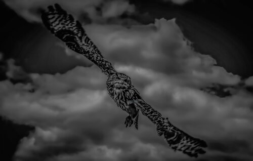 Confrontation - Be Wise! by Erik Stenbeck, Photography for Sale on Singulart