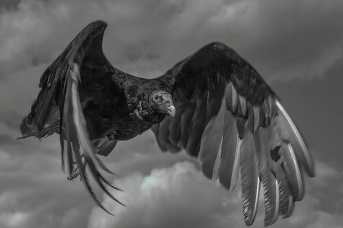 A Bird of Prey rests inside of Me di Erik Stenbeck, Fotografia in vendita su Singulart