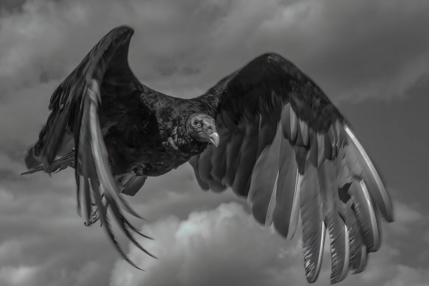 A Bird of Prey rests inside of Me Erik Stenbeck Fotografia in vendita