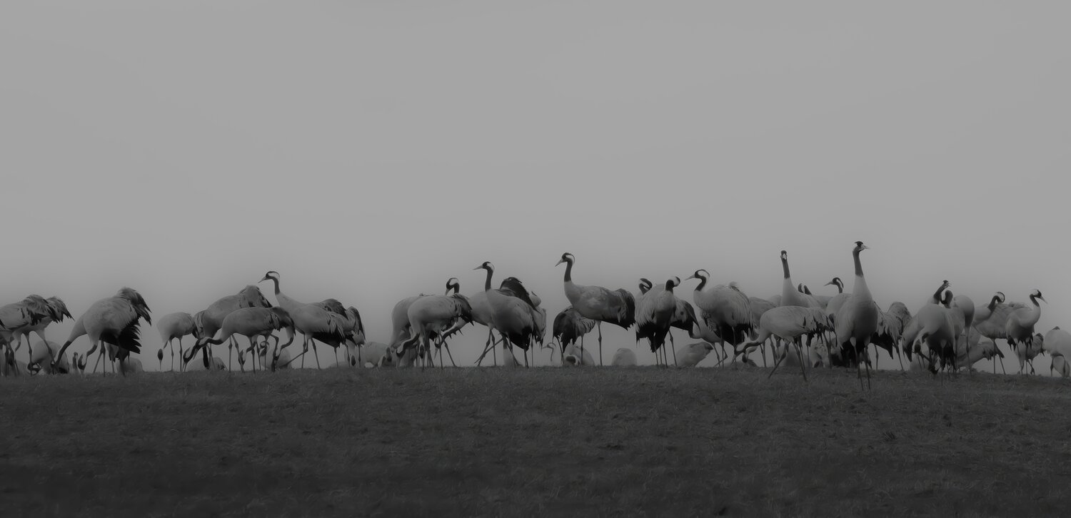 Cranes Erik Stenbeck Fotografía en venta