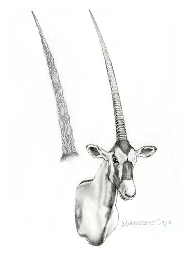 study/sketch Monoceros Oryx by John Rabou, Work on Paper for Sale on Singulart