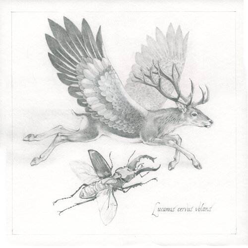 study/sketch Stag beetle (Vliegend hert) by John Rabou, Work on Paper for Sale on Singulart