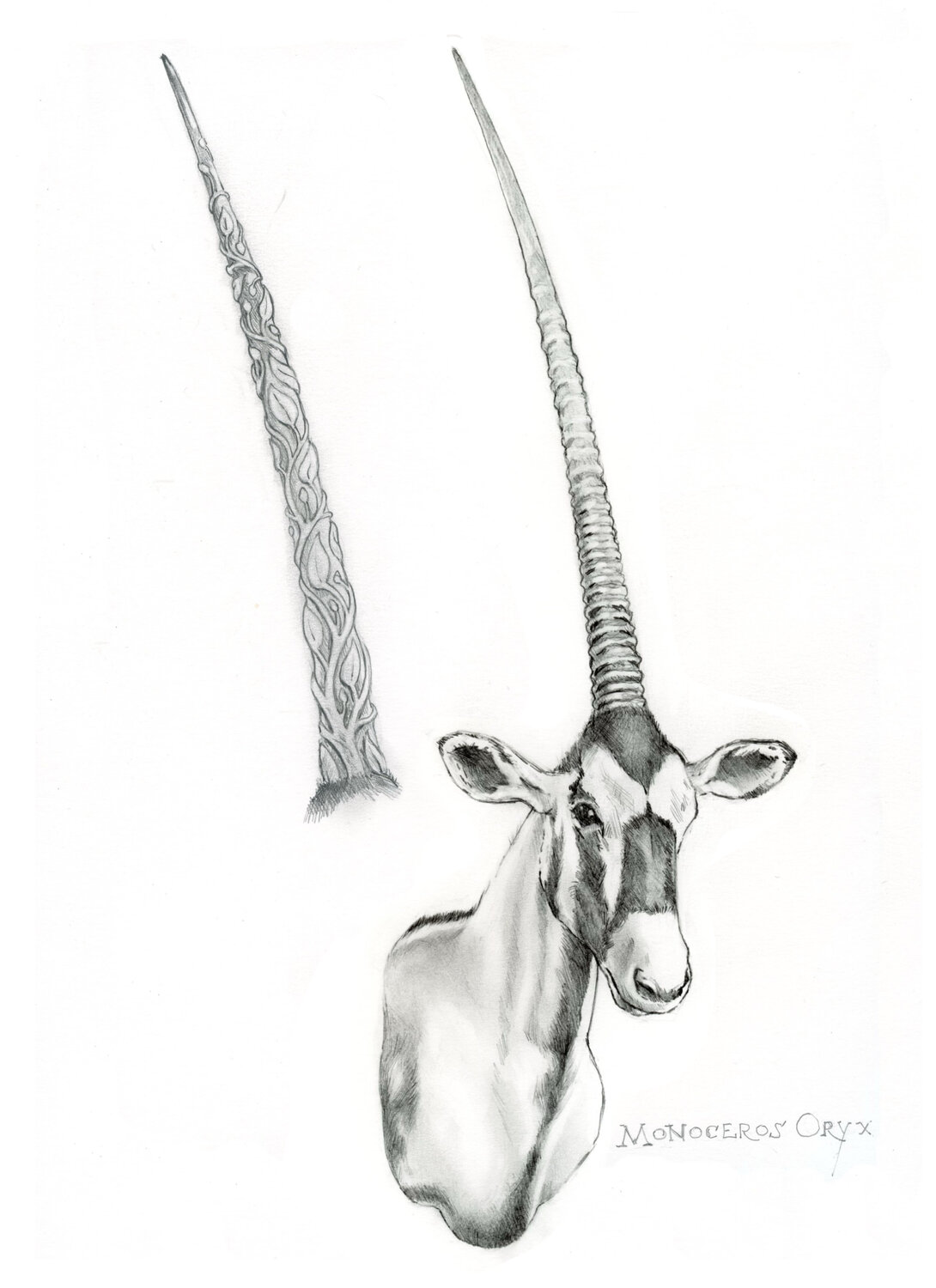 study/sketch Monoceros Oryx John Rabou Work on Paper for sale