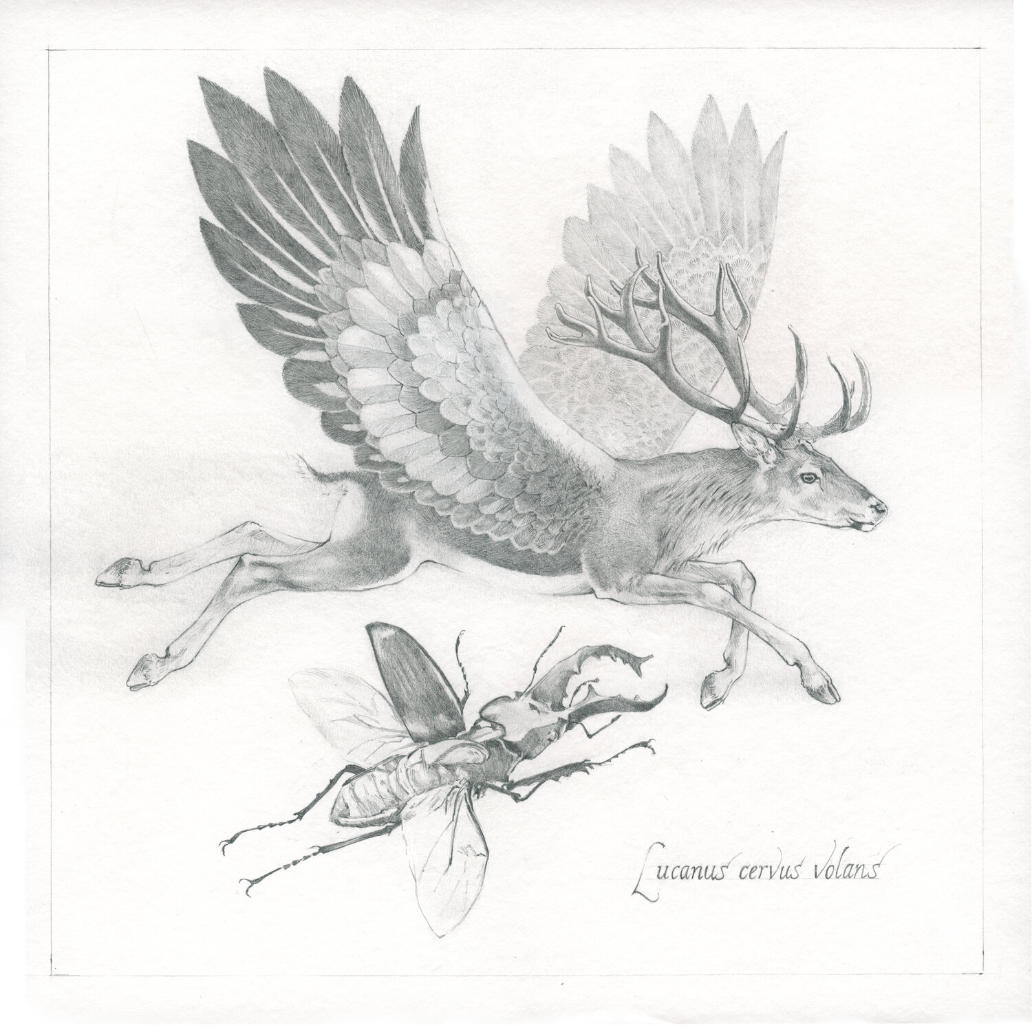 study/sketch Stag beetle (Vliegend hert) John Rabou Work on Paper for sale
