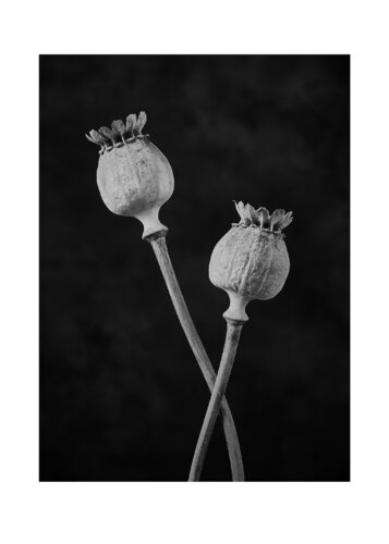 POPPY_BUDS_07 by Thomas Hjertén, 写真 for Sale on Singulart