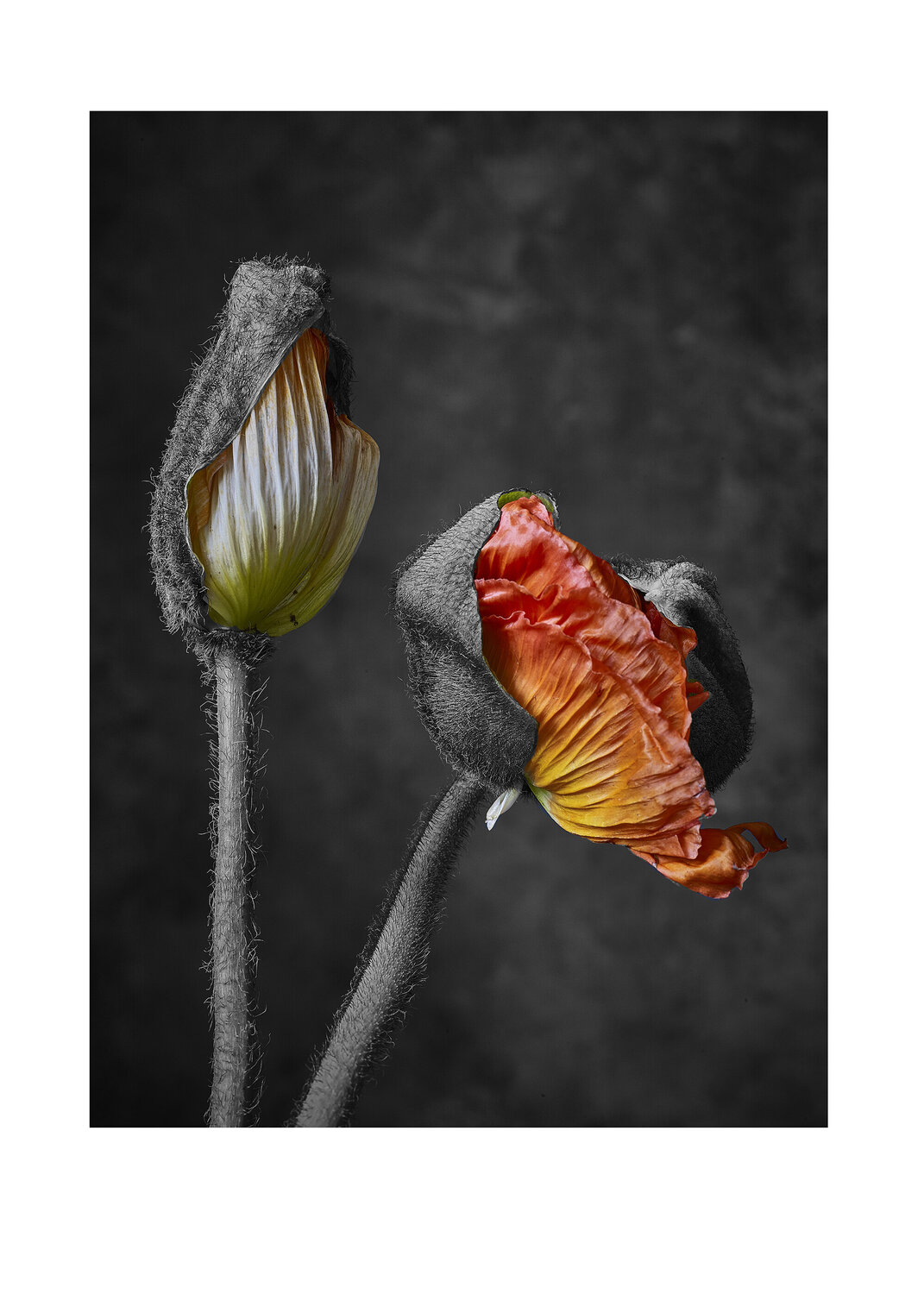 POPPIES_05 Thomas Hjertén