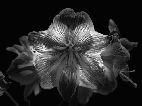 SPRING by CARMEN CAMI, Photography for Sale on Singulart