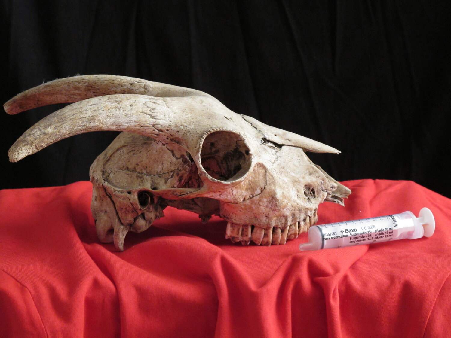 VANITAS CARMEN RAMON CAMI