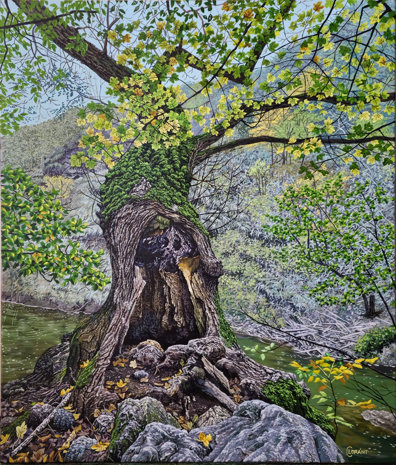 Old tree Lorant Cucui