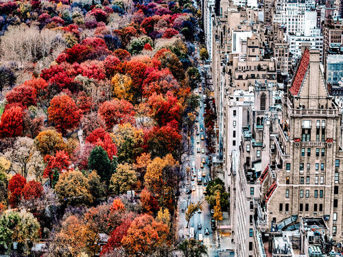 Central Park Autumn II - New York von Fabian Kimmel, Fotografie kaufen auf Singulart