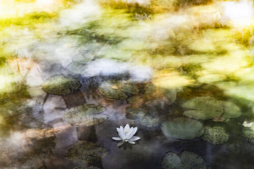 Water Lily inspiration by Erik Malm, 写真 for Sale on Singulart