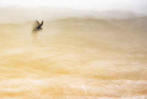 Freedom by Erik Malm, 写真 for Sale on Singulart