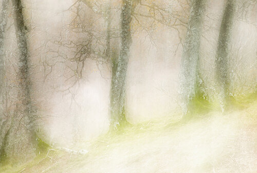 Breath of the Woods by Erik Malm, Photography for Sale on Singulart