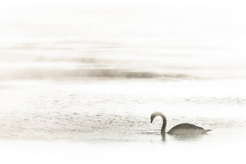 In the Light de Erik Malm, Fotografía a la venta en Singulart