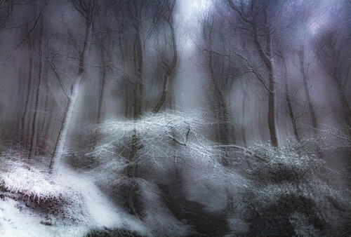 Winter Dream Forest - 2 van Erik Malm, Fotografie te koop op Singulart