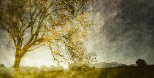 Awakening par Erik Malm, Photographie en vente sur Singulart