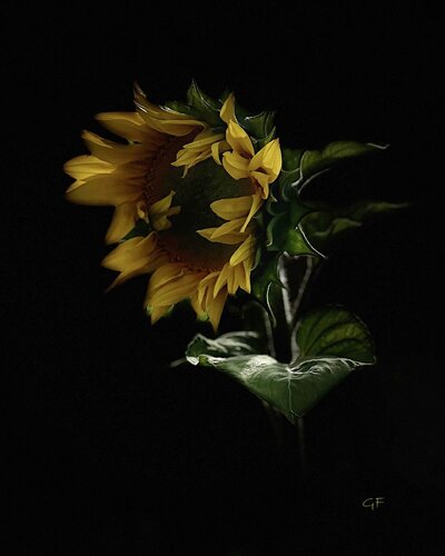 Sunlit Bloom by Gunta Frīdenberga, Digital for Sale on Singulart