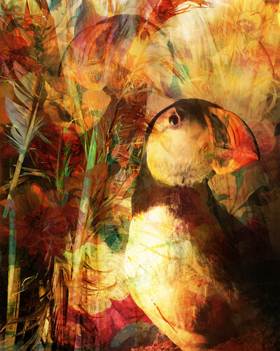The Puffins by Julie Raymond, Digital for Sale on Singulart