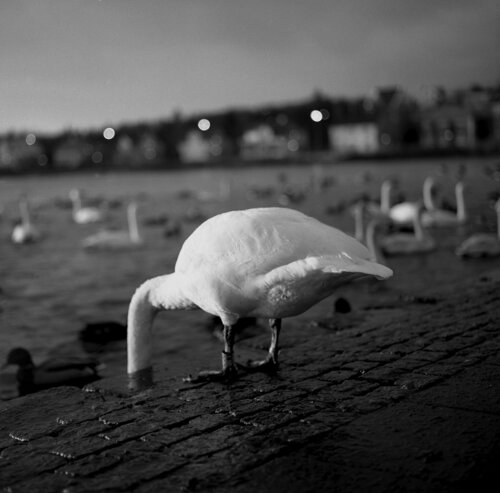 Shy by Kjartan Einarsson, Photography for Sale on Singulart