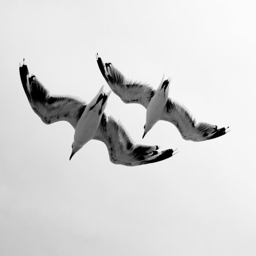 Synchronised flying von Kjartan Einarsson, Fotografie kaufen auf Singulart