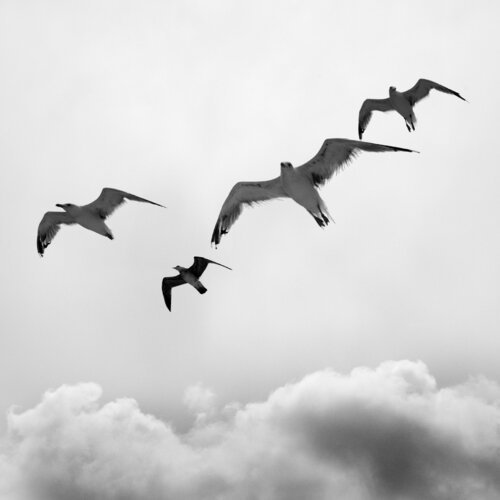 Fabulous four von Kjartan Einarsson, Fotografie kaufen auf Singulart