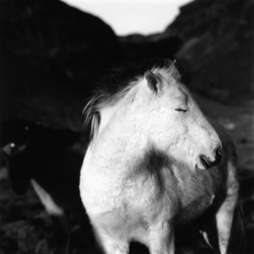 Winter sun de Kjartan Einarsson, Fotografía a la venta en Singulart