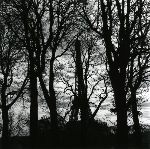 The Forest de Kjartan Einarsson, Fotografía a la venta en Singulart