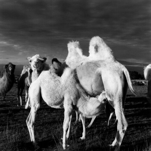 Sweden de Kjartan Einarsson, Fotografía a la venta en Singulart