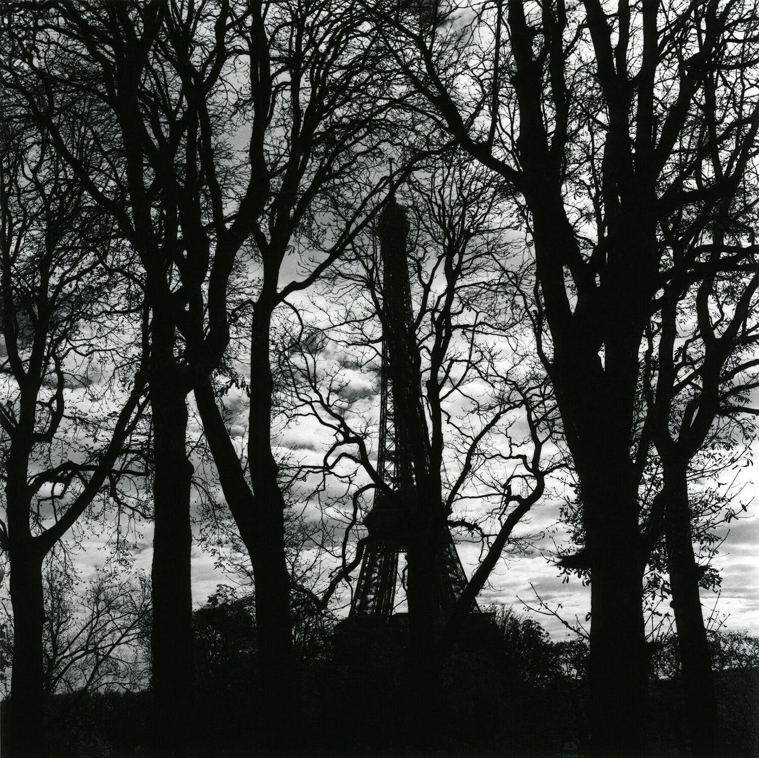The Forest Kjartan Einarsson Fotografia in vendita