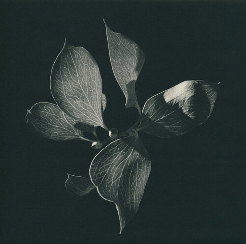 Hakea petiolaris by Hilary Warren, Print for Sale on Singulart