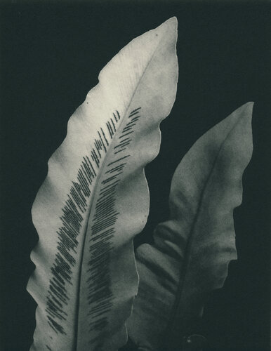 Bird's Nest Fern II by Hilary Warren, Print for Sale on Singulart
