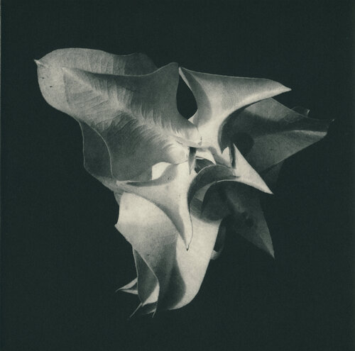 Eucalyptus macrocarpa I by Hilary Warren, Print for Sale on Singulart