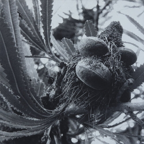 Banksia aemula de Hilary Warren, Obra en papel a la venta en Singulart