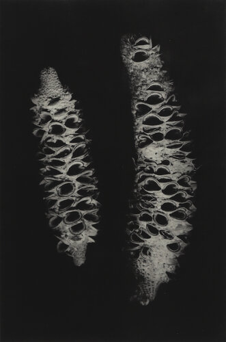 Banksia Cones by Hilary Warren, Work on Paper for Sale on Singulart