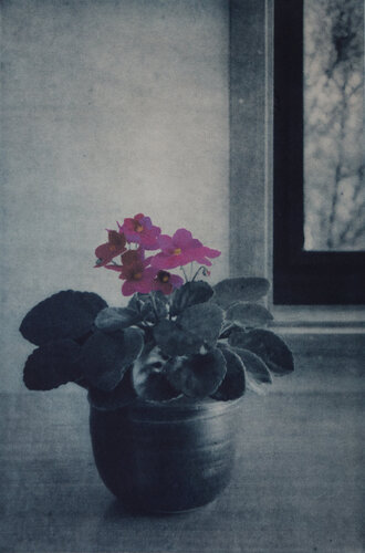 African Violet van Hilary Warren, Werk op papier te koop op Singulart