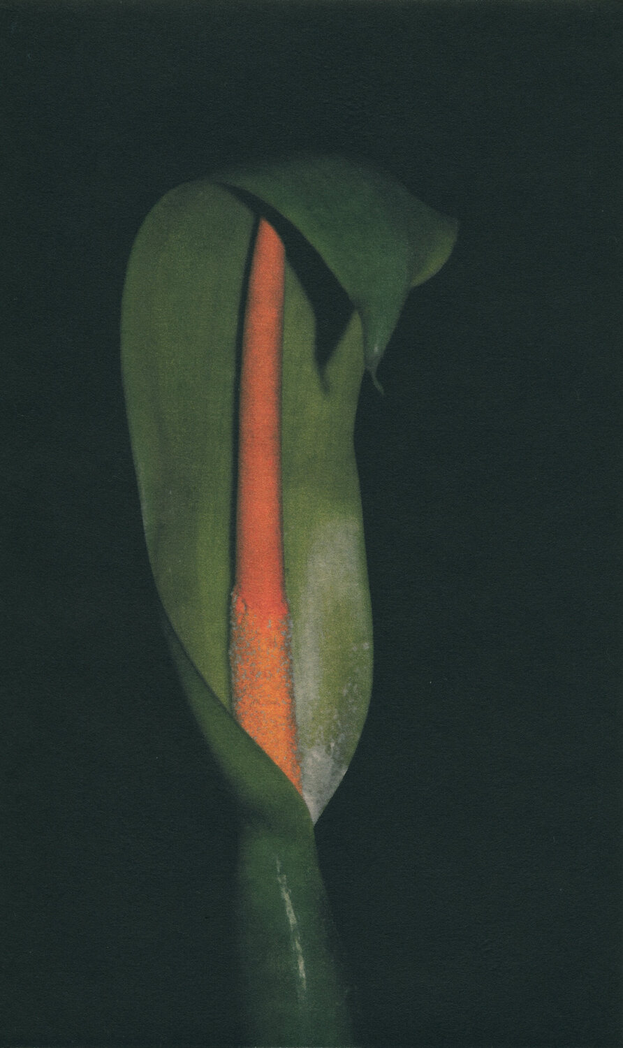 Spoon Lily Hilary Warren Work on Paper for sale