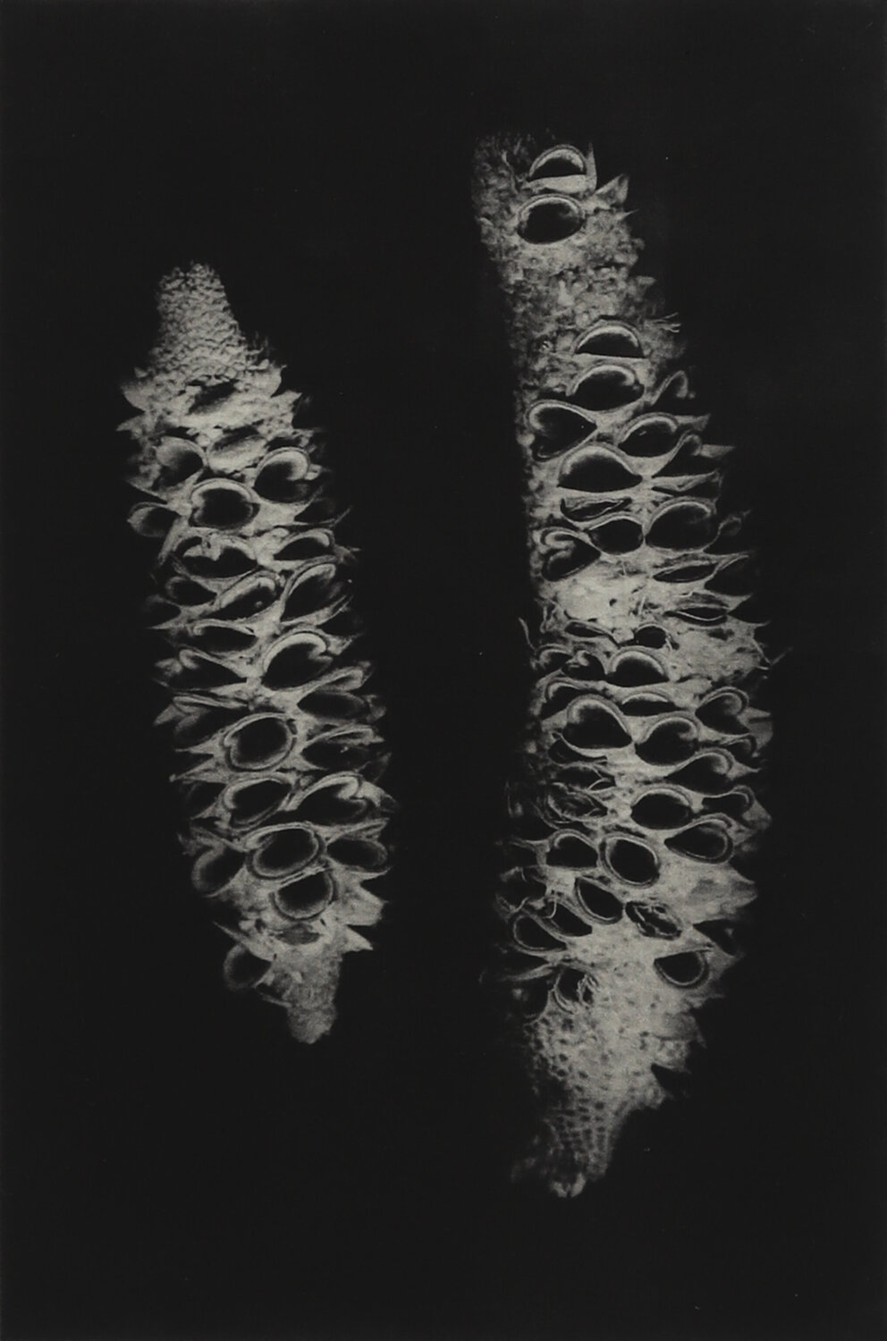 Banksia Cones Hilary Warren Work on Paper for sale