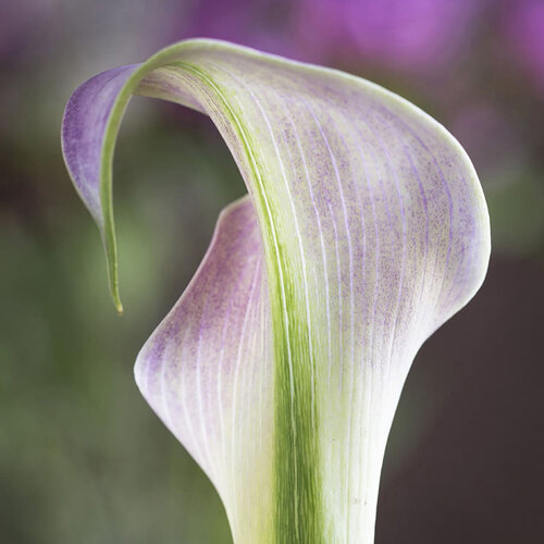 Curves and Turns by Kurt Johnson, Photography for Sale on Singulart