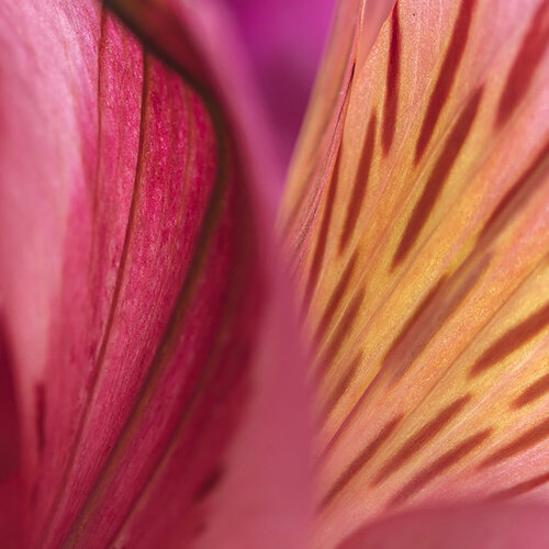 Raspberry and Orange par Kurt Johnson, Photographie en vente sur Singulart
