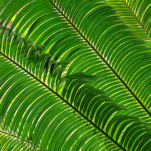 Green Lines by Kurt Johnson, 写真 for Sale on Singulart