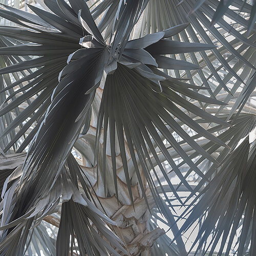 Frond Jungle by Kurt Johnson, 写真 for Sale on Singulart