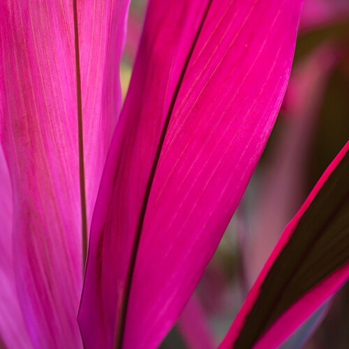 Red de Kurt Johnson, Fotografía a la venta en Singulart