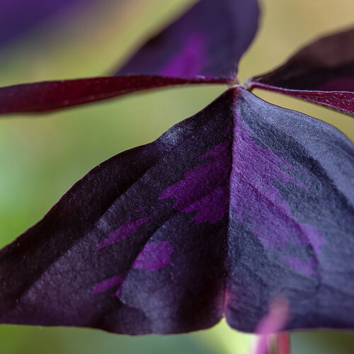 Purple Mountains de Kurt Johnson, Fotografía a la venta en Singulart